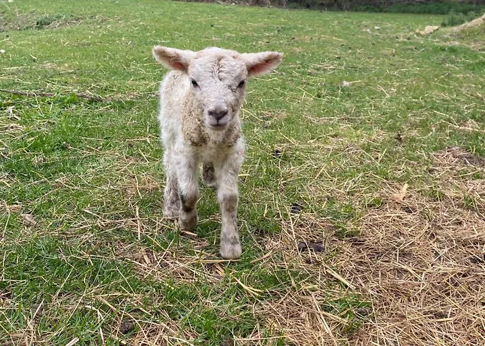 Semesterbostad L'odon *